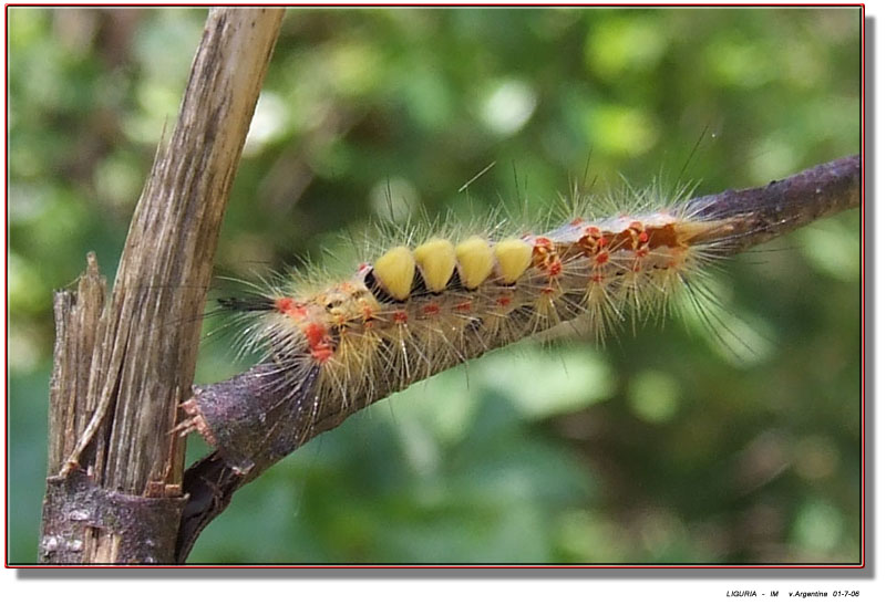 Un bruco con le corna (Orgyia antiqua)